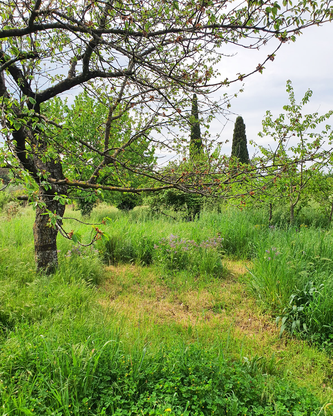Le mois sans tondre Mai 2026 jardin Isabelle Filliozat 2 - Plantlife