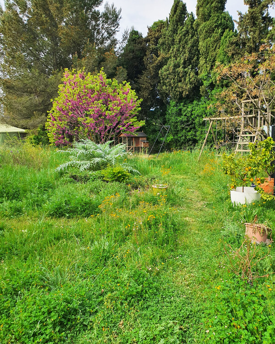 Le mois sans tondre Mai 2026 jardin Isabelle Filliozat 4 - Plantlife