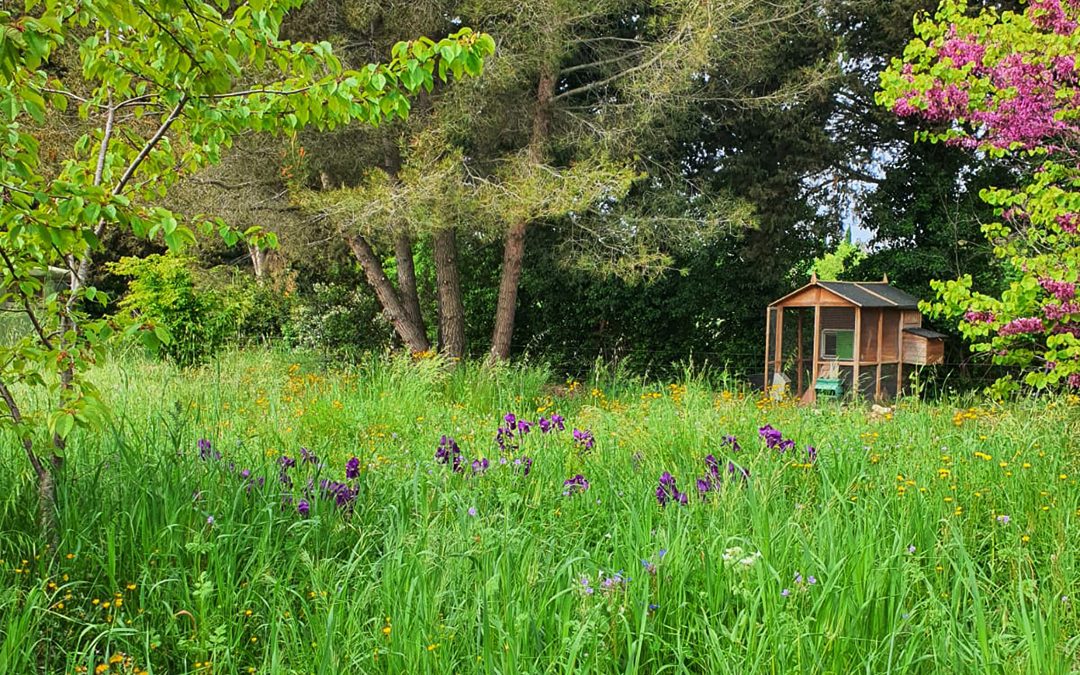 Le mois sans tondre Mai 2026 jardin Isabelle Filliozat 5 - Plantlife