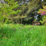Le mois sans tondre Mai 2026 jardin Isabelle Filliozat 5 - Plantlife