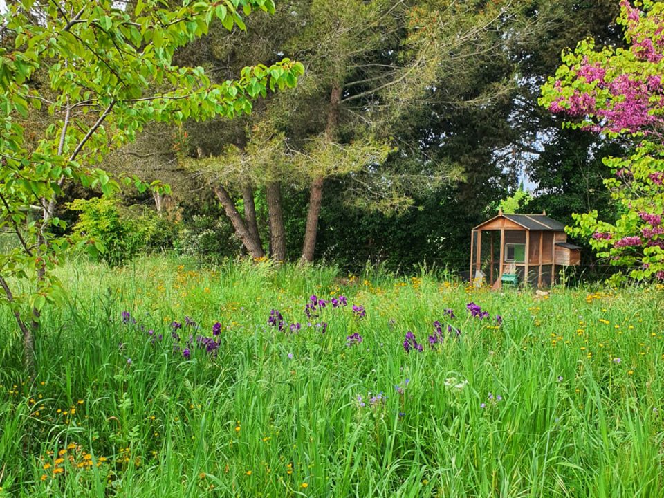 Le mois sans tondre Mai 2026 jardin Isabelle Filliozat 5 - Plantlife