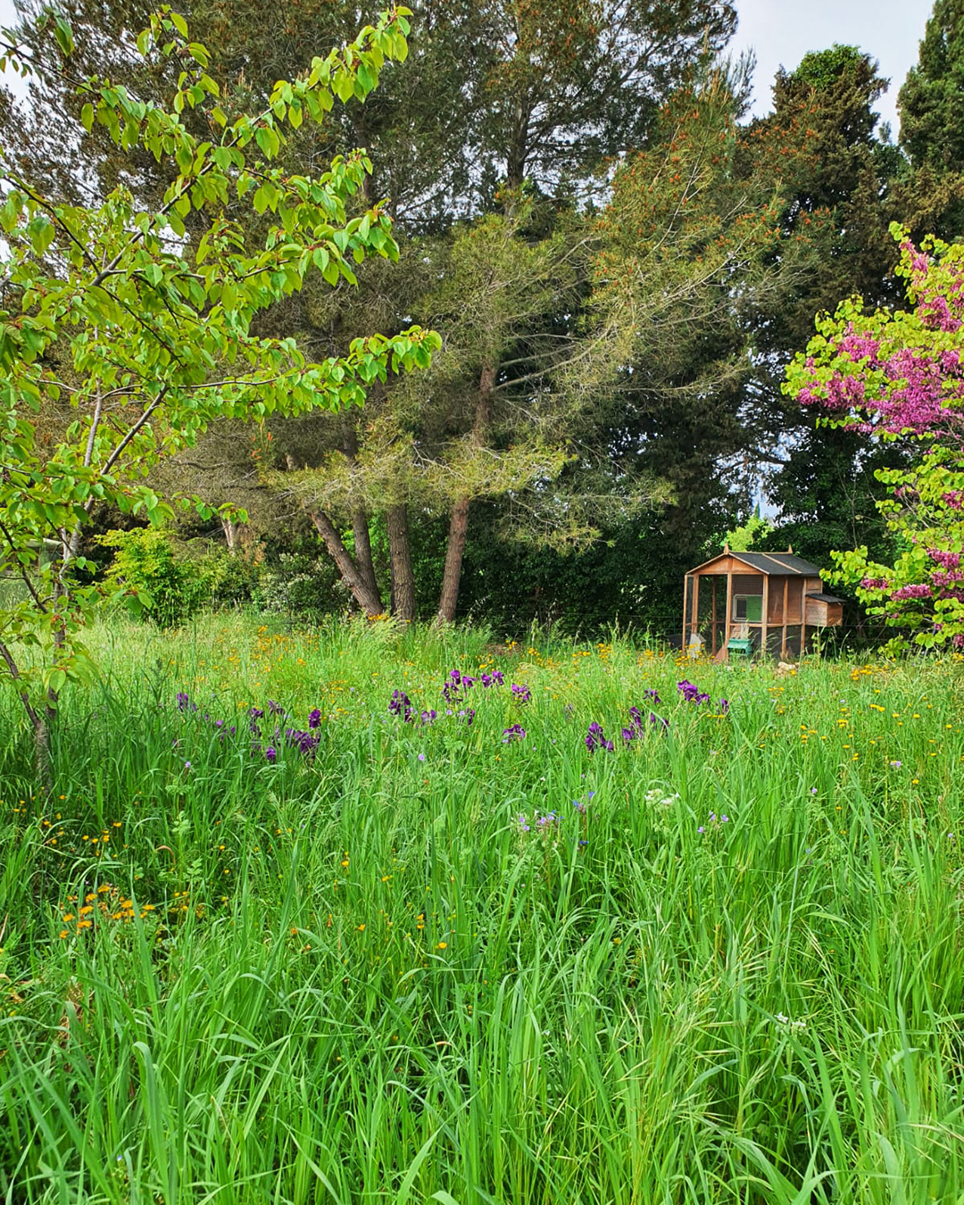 Le mois sans tondre Mai 2026 jardin Isabelle Filliozat 5 - Plantlife